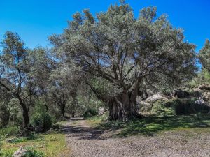 IMG 01-Mallorquina-variedadesdeolivo